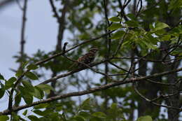 Image of Rose-breasted Grosbeak