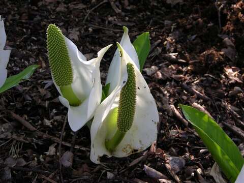 Image of skunkcabbage