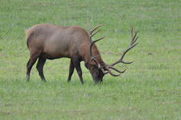 Image of North American elk