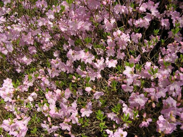 Image of Rhododendron schlippenbachii Maxim.