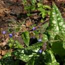 Image of Bethlehem lungwort