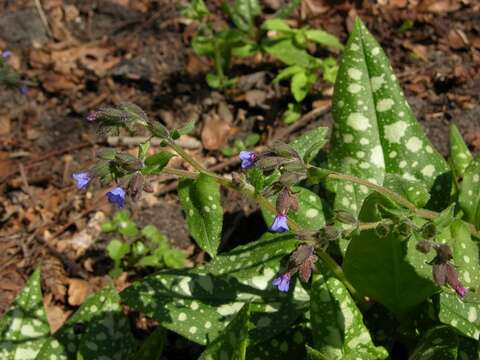 Image of Bethlehem lungwort