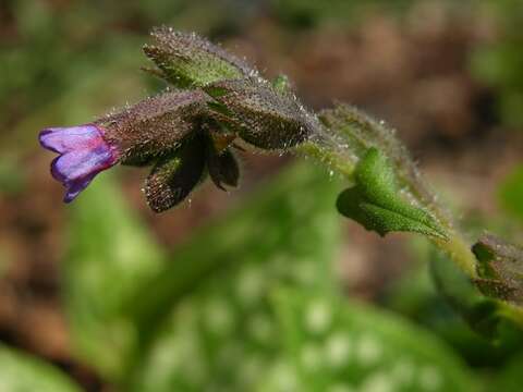 Plancia ëd Pulmonaria saccharata Miller