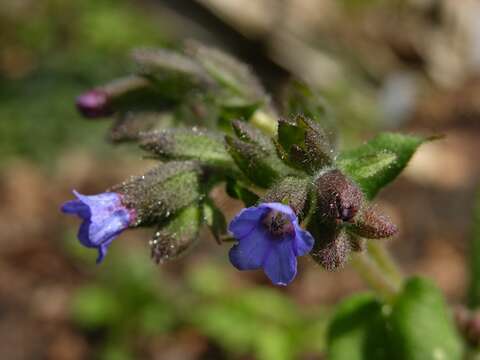 Plancia ëd Pulmonaria saccharata Miller