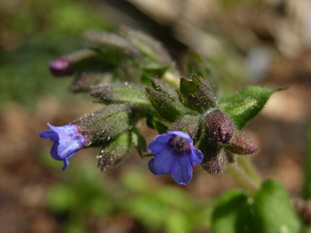 Image of Bethlehem lungwort