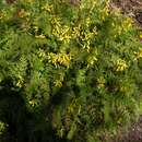 Plancia ëd Corydalis cheilanthifolia Hemsl.