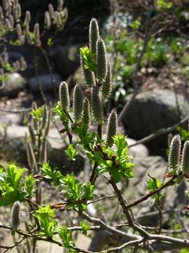 Image of eared willow