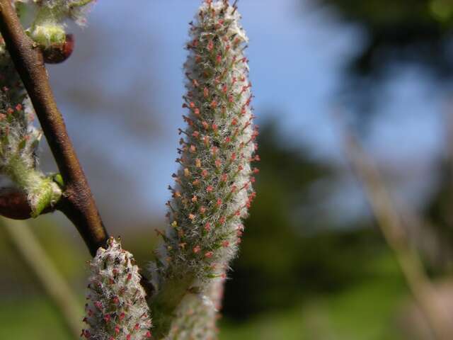 Image of eared willow