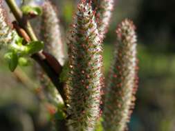 Image of eared willow