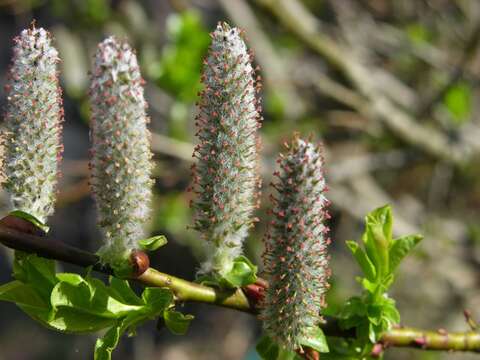 Image of eared willow