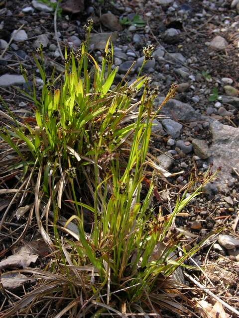 Imagem de Luzula multiflora (Retz.) Lejeune