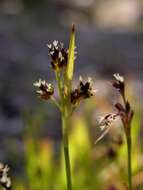 Image of common woodrush