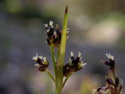 Image of common woodrush