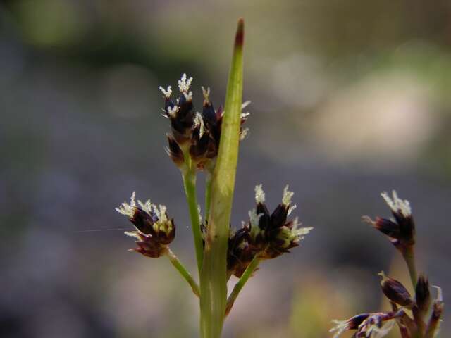 Imagem de Luzula multiflora (Retz.) Lejeune