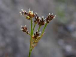 Image of common woodrush