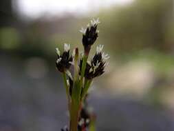 Imagem de Luzula multiflora (Retz.) Lejeune