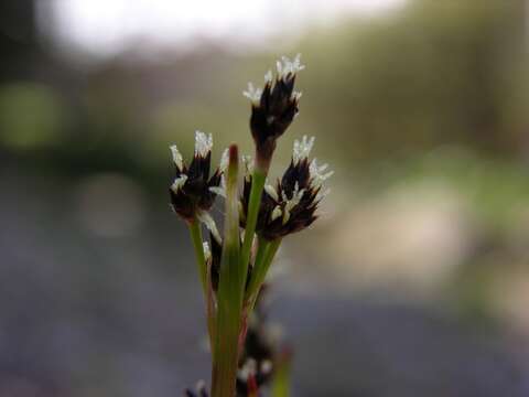 Image of common woodrush