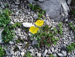 Imagem de Papaver alpinum L.