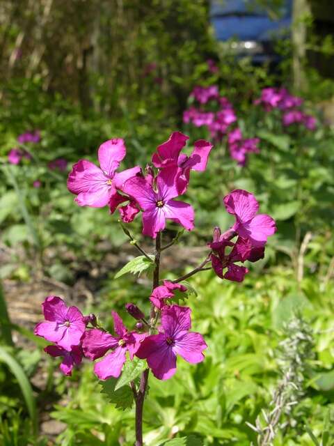 Image of lunaria