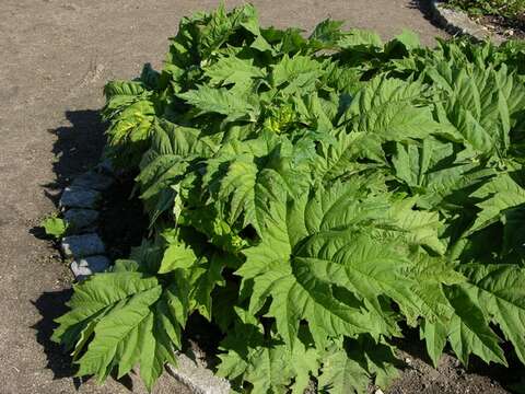 Image of rhubarb