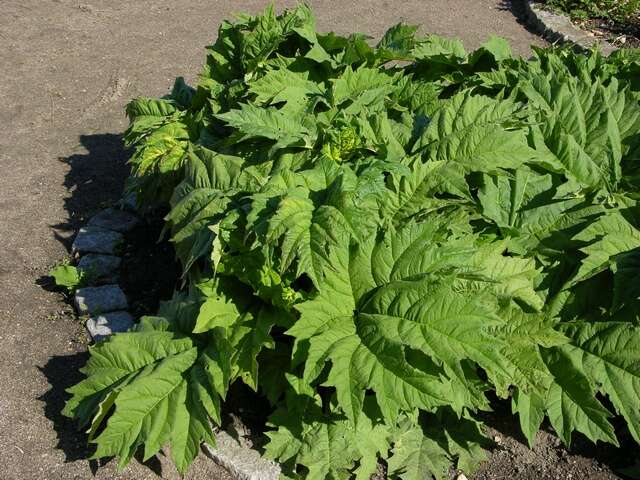 Image of rhubarb