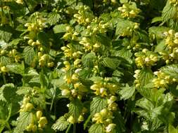 Image of deadnettle