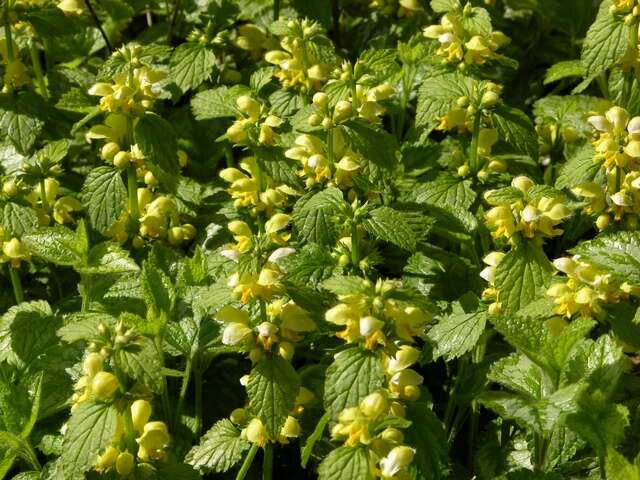 Image of deadnettle