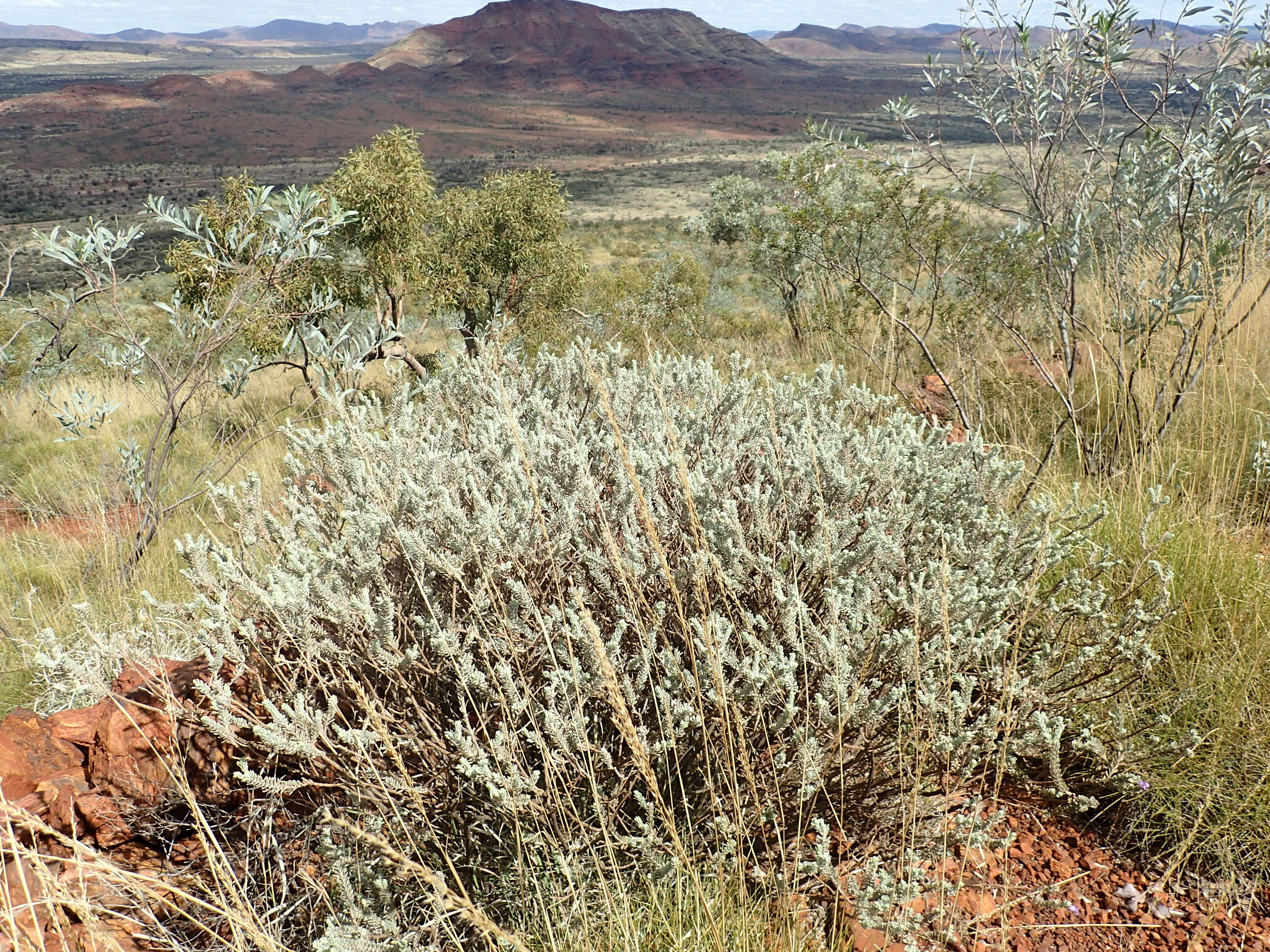 صورة Eremophila jucunda Chinnock