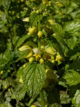 Image of deadnettle