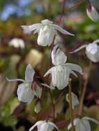 Image de Epimedium