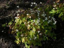 Image de Epimedium