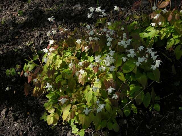 Image de Epimedium