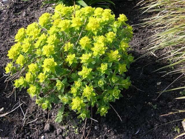 Euphorbia epithymoides L. resmi