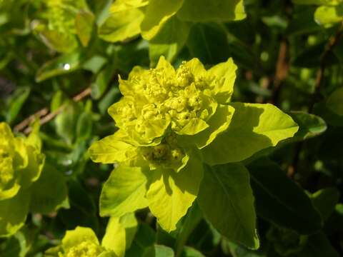 Euphorbia epithymoides L. resmi