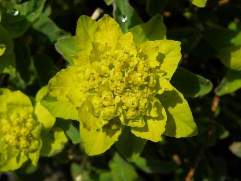 Image of cushion spurge