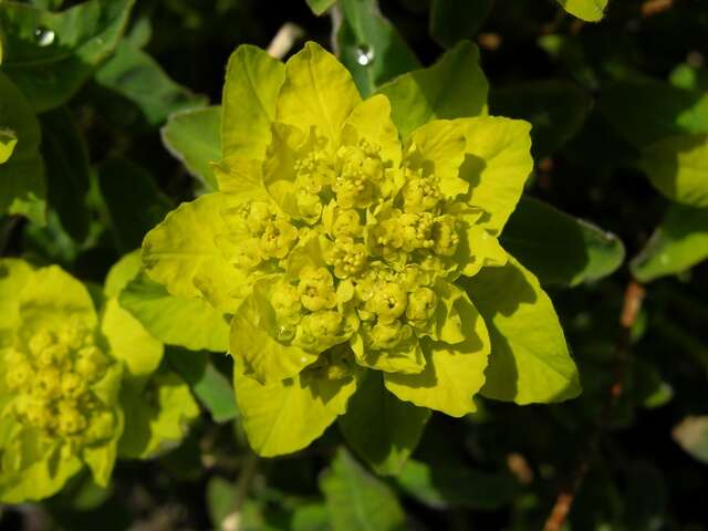 Euphorbia epithymoides L. resmi