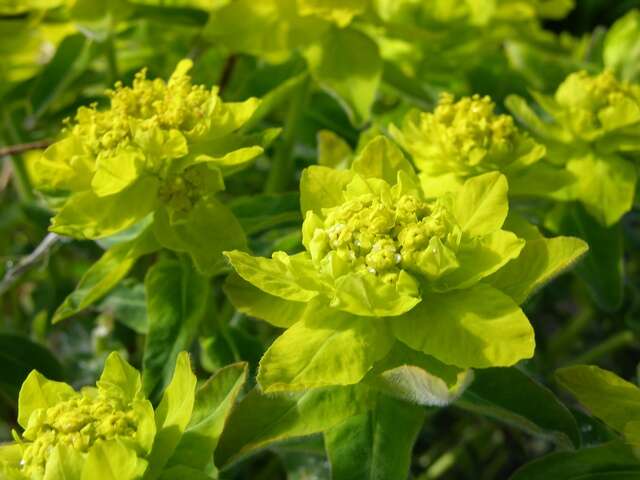 Euphorbia epithymoides L. resmi