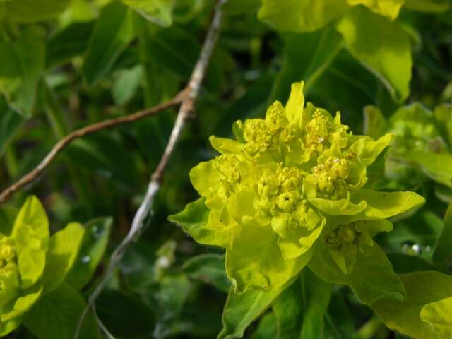 Euphorbia epithymoides L. resmi