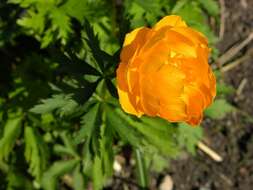 Trollius yunnanensis (Franch.) Ulbr. resmi