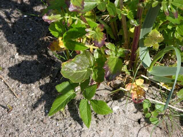 Image of Winter Cress