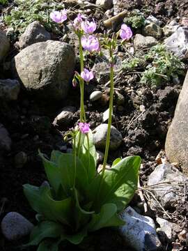 Plancia ëd Dodecatheon clevelandii Greene