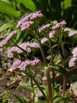 Image of valerian