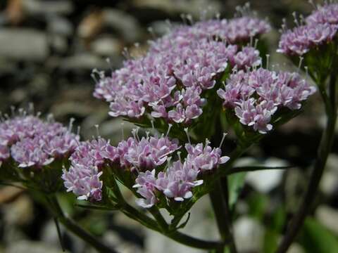 Image of valerian