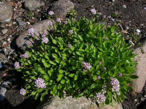 Image of valerian