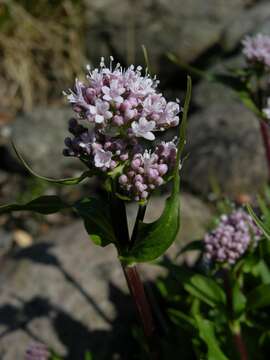 Image of valerian