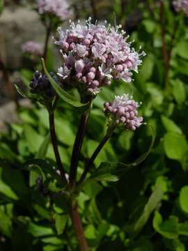 Image of valerian