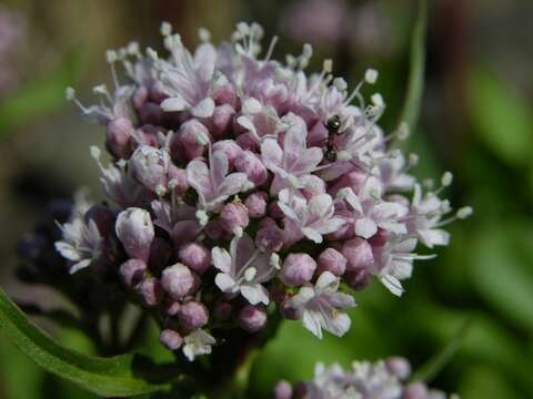 Image of valerian