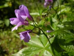 Image of Five-leaflet Bitter-cress