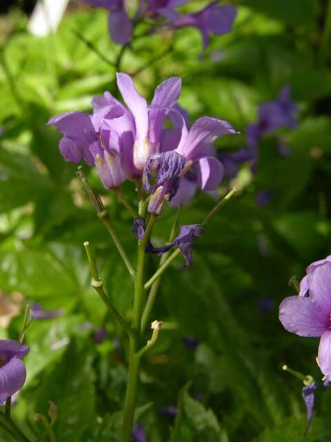 Image of Five-leaflet Bitter-cress