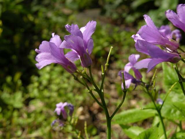 Image of Five-leaflet Bitter-cress